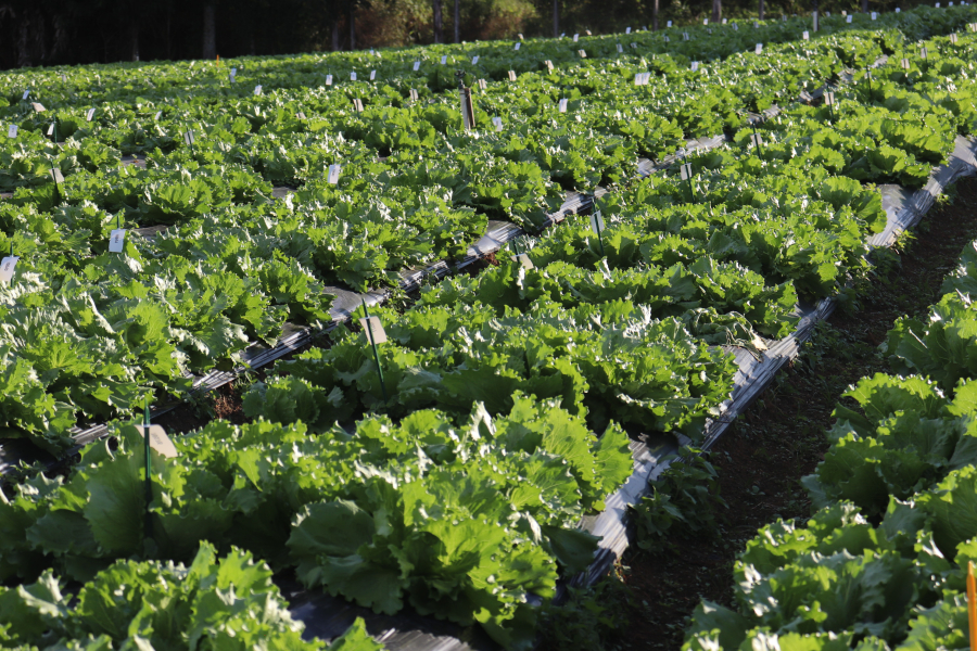 BIRITIBA MIRIM: TERRA QUE PRESERVA E ALIMENTA