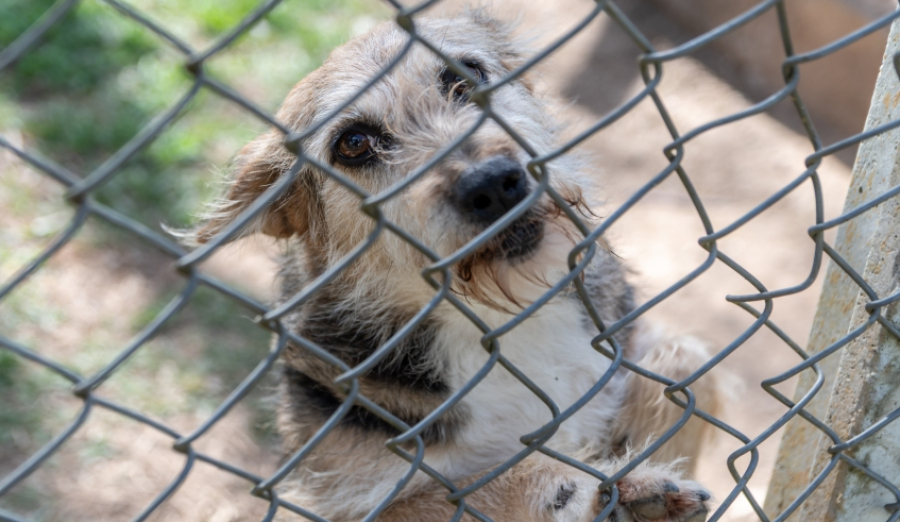 “Nubea de Portas Abertas” acontece neste sábado (14/3), com Feira de Adoção de Passeio do Bem