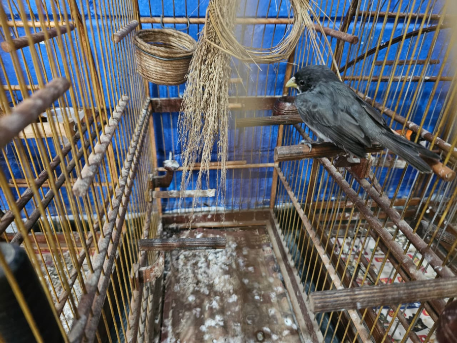 Guarda Ambiental de Itaquá realiza Operação Pássaro Livre e resgata aves silvestres no Jardim do Carmo