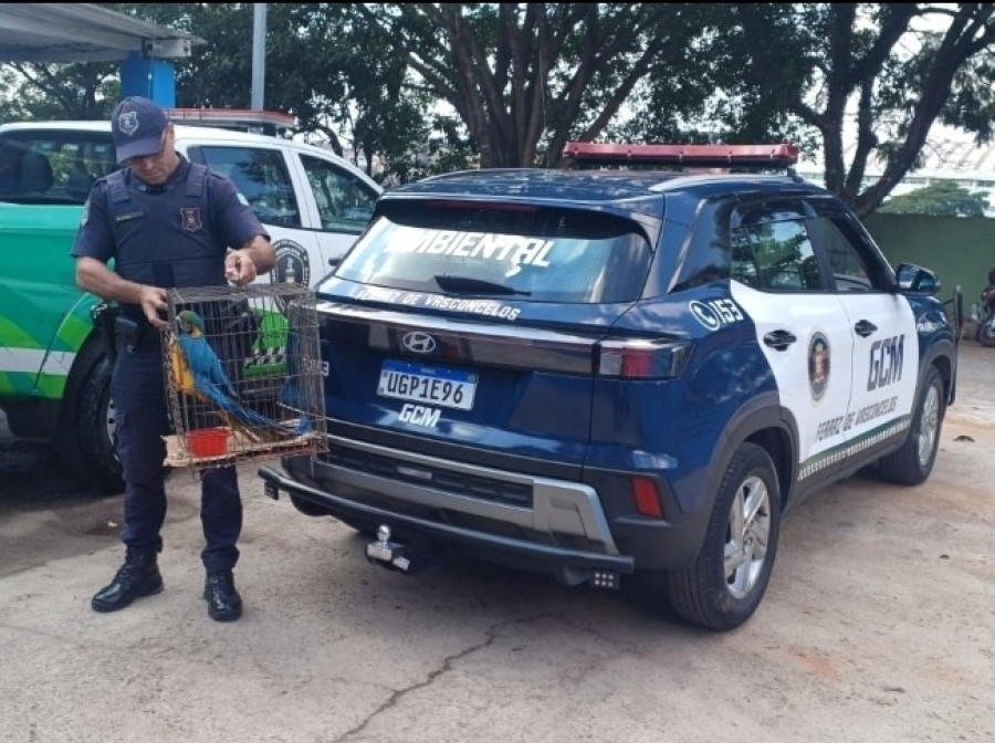 GCM de Ferraz resgata arara-canindé encontrada em via pública