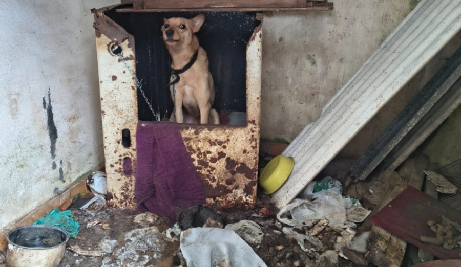 Núcleo de Bem-Estar Animal realiza resgate de dois cães em situação de abandono e maus-tratos