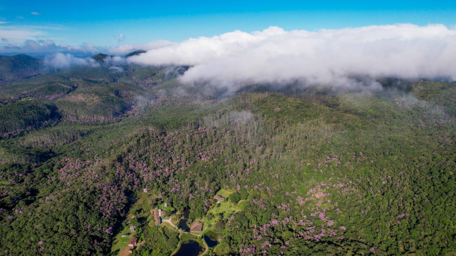 No mês do Meio Ambiente, CONDEMAT+ garante R$ 7,4 milhões para projeto regional de restauração ecológica
