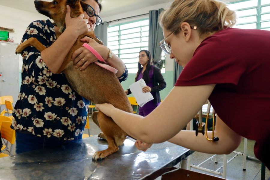 Mutirão de castração atende 148 animais na Vila Sol Nascente