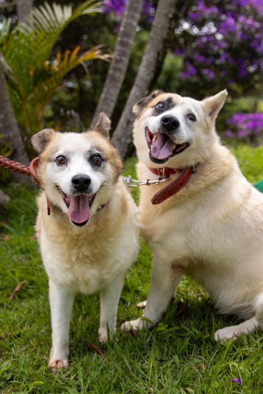 Itaquá realiza pré-cadastro para castração gratuita de cães e gatos