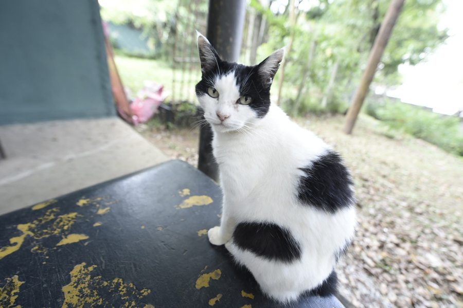 Semana da castração de pets tem inscrições abertas